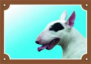 Farbschild Achtung Hund, Bullterrier weiblich
